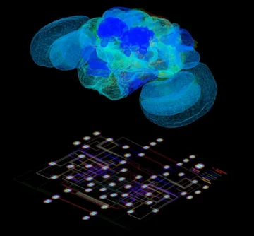 The Fruit Fly Brain Observatory: From Structure to Function