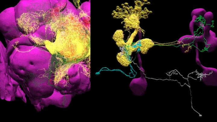 Accelerating with FlyBrainLab the discovery of the functional logic of the Drosophila brain in the connectomic and synaptomic era