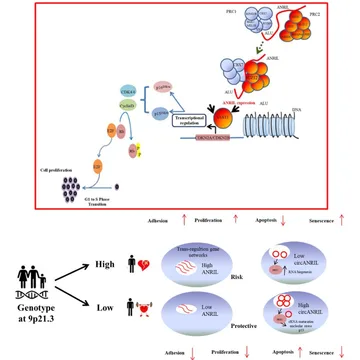 Severity of coronary artery disease is associated with diminished circANRIL expression: A possible blood based transcriptional biomarker in East Africa