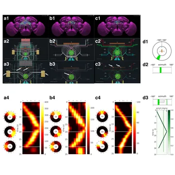 Sensory Processing and Associative Learning in Connectome-Based Neural Circuits